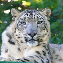 slides/IMG_6323.jpg wildlife, feline, big cat, cat, predator, fur, spot, snow, leopard, eye, steel WBCW22 - Snow Leopard